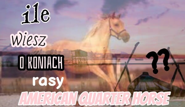 Ile wiesz o koniach rasy American Quarter Horse? Specjał na 90 obs!