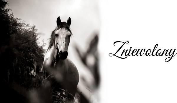 ZNIEWOLONY~prolog