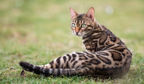 Quizy o kociakach – kot bengalski