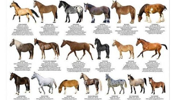 Czy rozpoznasz maści koni?-Test!