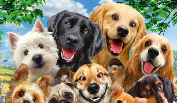 Spróbuj rozpoznać rasy psów