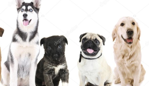 Jaką rasą psa jesteś?