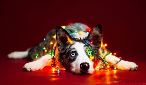 Jakim świątecznym psem jesteś?