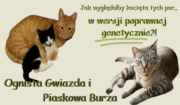 Jak wyglądały by kocięta tych par z „Wojownicy”… w wersji poprawnej genetycznie?!- Piaskowa Burza i Ognista Gwiazda