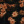 Dark_roses
