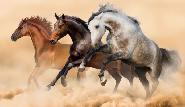 Quiz o koniach – rasy
