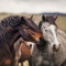 horses_10