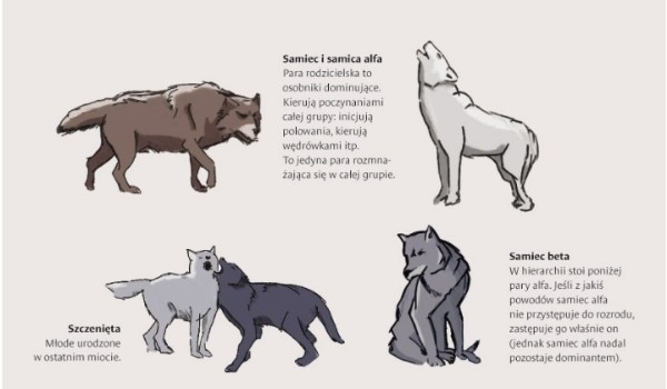 Informacje o każdym wilku | sameQuizy