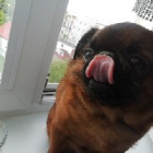 MileXlovedogs_konto_zapasowe