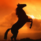 CzlowiekowatyStwor21