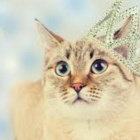 Kocia_szalencza_fanka