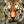 Animals_123_0