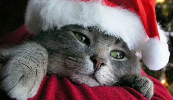 Zdrap świątecznego kotka!