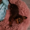 molly1