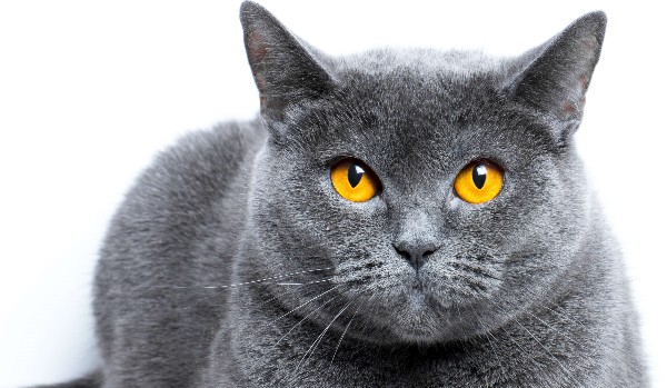 ile wiesz o michciu?