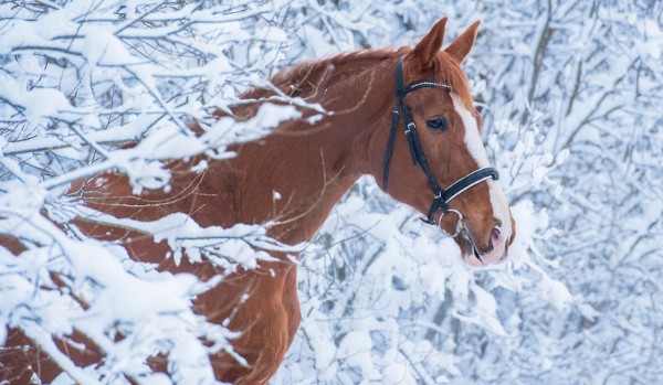 Czy twój koń lubi zimę?