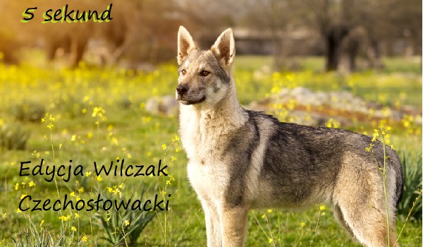 5 sekund- edycja Wilczak Czechosłowacki