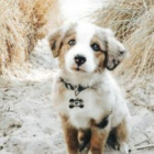 Dinozaur-Pimpus-Love