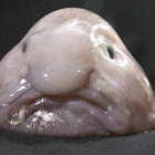 GrubaRyba
