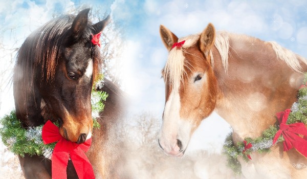 Jakiego konia w star stable na święta powinieneś sobie kupić?