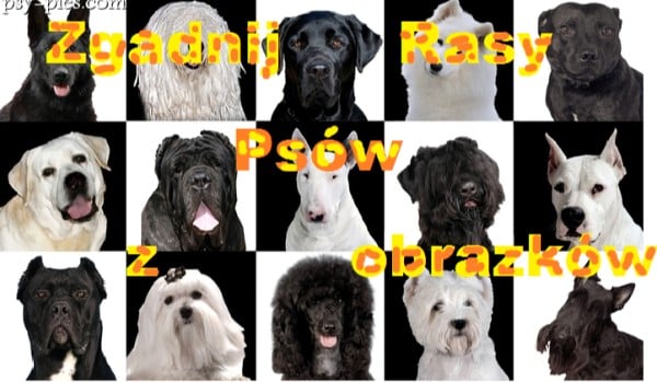Zgadnij rasy psów z obrazków