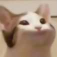 PatryciozaHamster