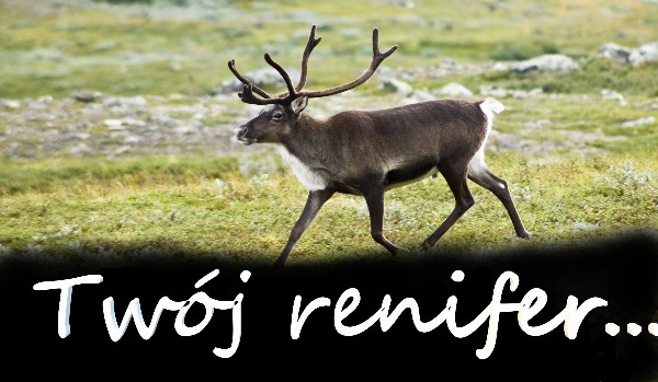 Stwórz swojego renifera