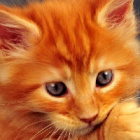 Kitty_puppy