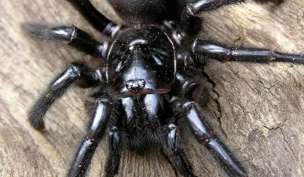 Quiz co to za pająk?