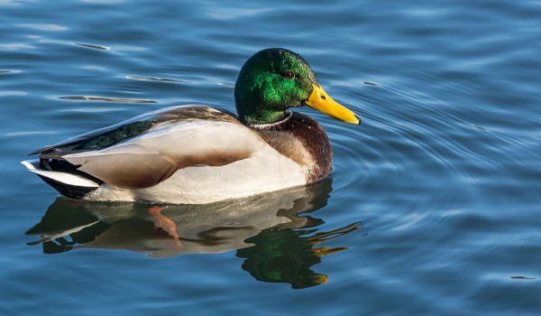 Quiz o Kaczce (i jego rodzinie)