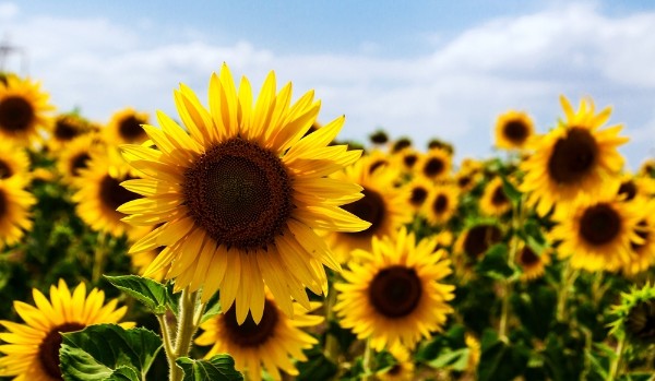 Niewinna Krew. – rozdział 2.