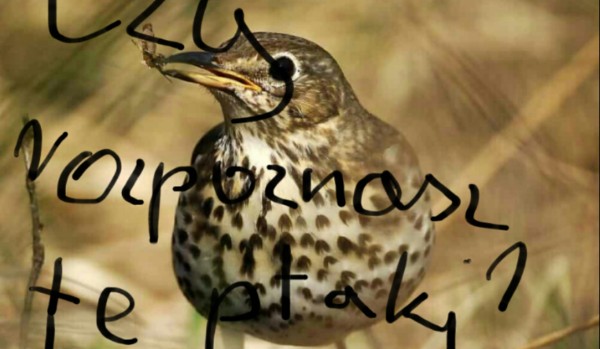 Czy rozpoznasz te gatunki ptaków?