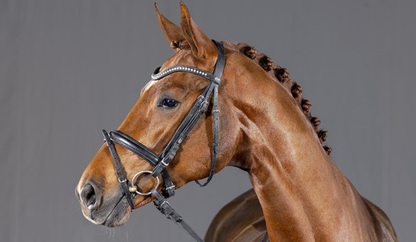 Czy rozpoznasz odmiany u koni?