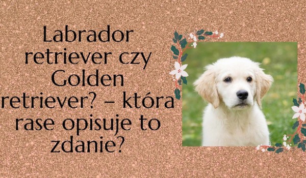 Labrador retriever czy Golden retriever? – którą rasę opisuje te zdanie?