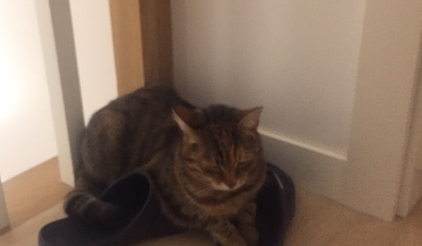 Swift fight rozdział 2