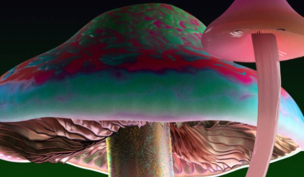 test o oliwce brazil