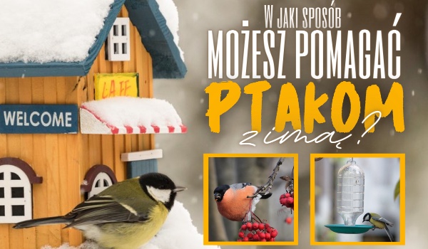 W jaki sposób możesz pomagać ptakom zimą?