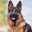 gruby.piesel.3