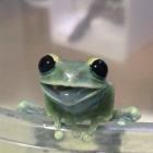 _The_little_frog_