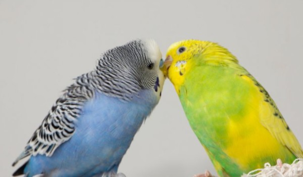 Jesteś papugą nimfą czy żako?