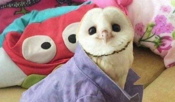 memsy o wszystkim #14