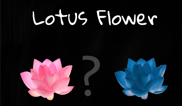 Lotus Flower  ~ przedstawienie postaci