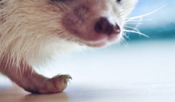 Czy Jerzyk tuptuś będzie zawsze twój 2