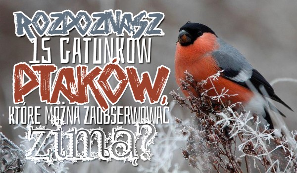 Czy rozpoznasz te 15 gatunków ptaków, które można zaobserwować w Polsce zimą?