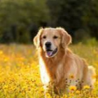 Blyszczaca._.Gwiazda