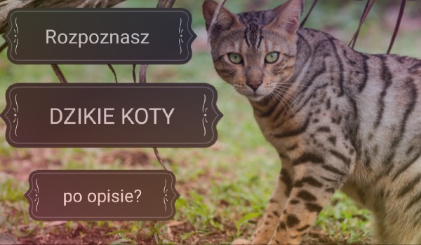 Rozpoznasz te dzikie koty po opisie?