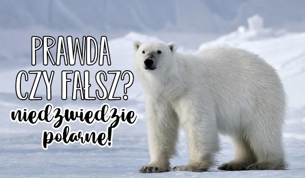 Prawda czy fałsz? – Niedźwiedzie polarne!