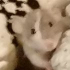 Pipilota