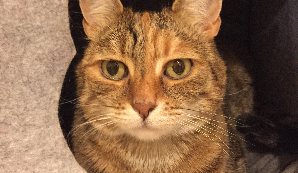 New hope rozdział 1