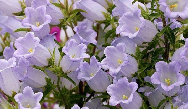 Twoja historia  z draco jako córka….#31